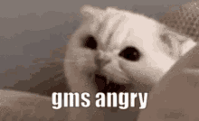 good morning streaks gms angry gms angry cat