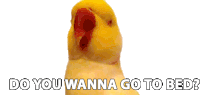 Do You Wanna Go To Bed The Pet Collective Sticker - Do You Wanna Go To Bed The Pet Collective Yellow Bird Stickers