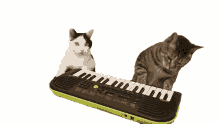 playing music keyboard cat piano playful