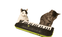 Playing Music Keyboard Sticker - Playing Music Keyboard Cat Stickers