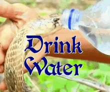 Drink Water Drinking GIF - Drink Water Drinking Snake GIFs