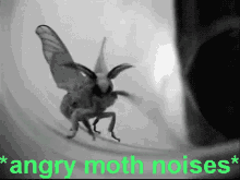 Moth Angry Moth Noises GIF - Moth Angry Moth Noises GIFs
