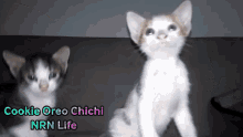 Nrnlife Oreo GIF - Nrnlife Oreo Oreo Kitten GIFs