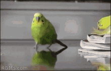 bird-parakeet.gif