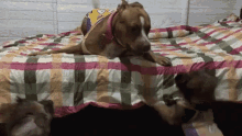 Funny Dog Pitbull GIF - Funny Dog Dog Pitbull GIFs