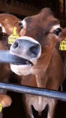 Tongue Cow GIF - Tongue Cow Tongue Wiggle GIFs