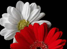 White Red GIF - White Red Flowers GIFs
