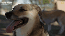 Happy Cesar Millan GIF - Happy Cesar Millan Cesar Millan Better Human Better Dog GIFs