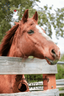 Safe Portrait GIF - Safe Portrait Horse GIFs