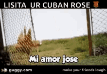 Miamor Jose GIF - Miamor Amor Jose GIFs