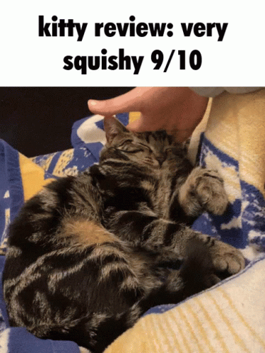 Cat Gif a Day Keeps the Doggy Away, Page 283