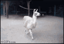Llama Sassy GIF - Llama Sassy Animal GIFs