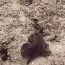 cephalopod hide