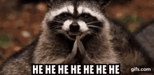 raccoon weird clapping evil laugh