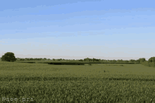 Salam Field GIF - Salam Field Nature GIFs