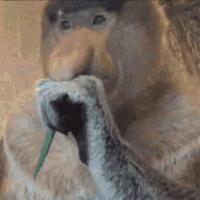 Prob Proboscis Monkey GIF - Prob Proboscis Monkey Nosaty GIFs