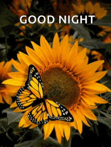 flower butterfly sunflower good night