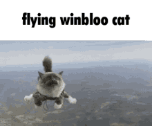 Winbloo Cat Flying GIF - Winbloo Cat Flying Winbloo GIFs