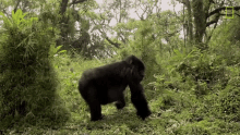 walk away mountain gorillas survival dian fosseys legacy lives on short film showcase gorilla leaving