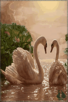 swan lake calm romantic relaxing