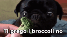 Broccoli Verdura Odio I Broccoli Mangiare Cibo Cane Faccia Brutta GIF - Broccoli Vegetables Hate Broccoli GIFs