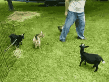 Goats GIF - Goats Goat GIFs