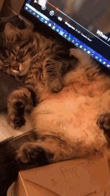 Leokwak Belly Rub GIF - Leokwak Belly Rub Cat GIFs