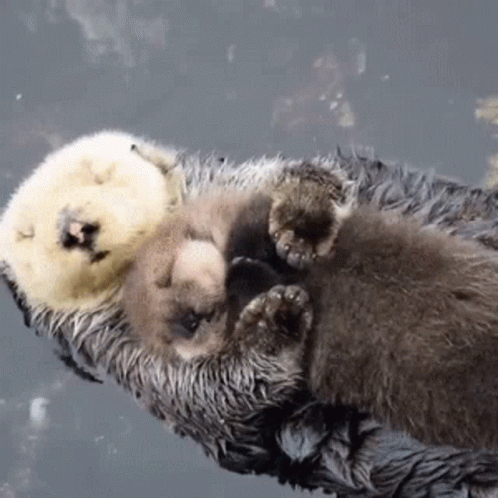 Otter Cute GIF - Otter Cute GIFs