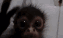 Monke Monkey GIF - Monke Monkey Funny GIFs