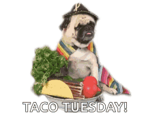 Taco Pugs GIF - Taco Pugs Taco Tuesday GIFs