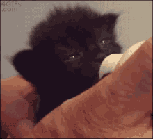 Cute Kitten GIF - Cute Kitten Milk GIFs