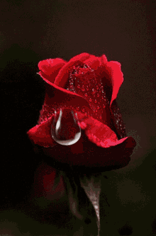 Teardrop Rose GIF - Teardrop Rose Red Rose GIFs