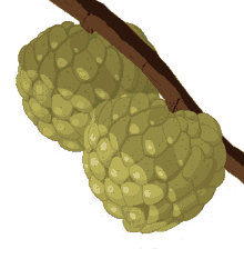 custard apple bob marley sugar apple cherimoya custard apple bob marley sugar apple cherimoya