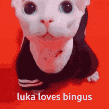 Binguscord Luka Loves Bingus GIF - Binguscord Luka Loves Bingus Bingus GIFs