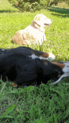 Border Collie Dogs GIF - Border Collie Dogs Lounging GIFs