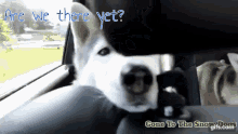 Gonetothesnowdogs Are We There Yet GIF - Gonetothesnowdogs Are We There Yet Gttsd GIFs