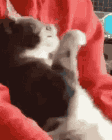 Cat Typing GIF - Cat Typing GIFs