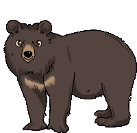 Bear Asiatic Black Bear Sticker - Bear Asiatic Black Bear Himalayan Black Bear Stickers
