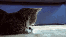 gato wow shocked surprised cat