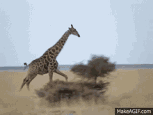 Giraffe Run GIF - Giraffe Run Running Late GIFs