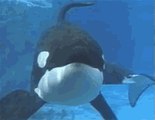 orca killer whale swimming bubbles underwater