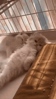 Kitten Kitten Sleeping GIF - Kitten Kitten Sleeping Sleeping Kitten GIFs