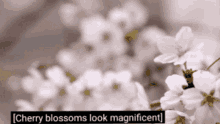 Cherry Blossoms GIF - Cherry Blossoms Magnificent GIFs