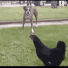 Funny Animals Chickens GIF - Funny Animals Chickens Dogs GIFs
