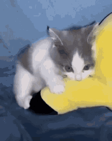 Munchkin Cat Running GIFs | Tenor