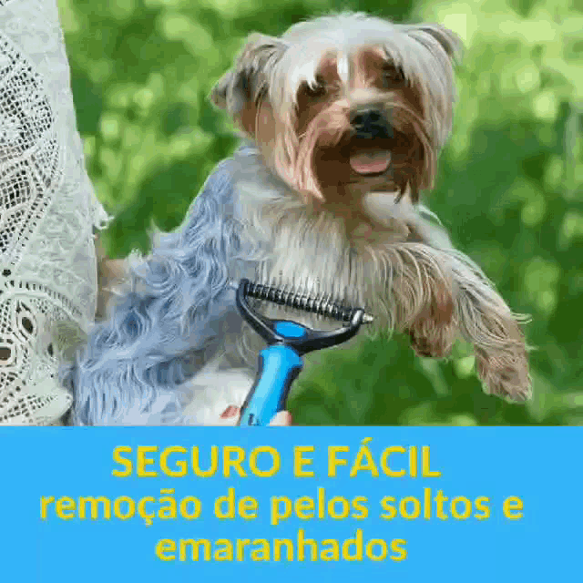 Pet GIF PET Discover & Share GIFs