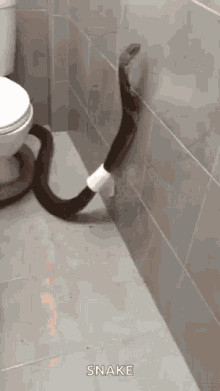 Snake Toilet GIF - Snake Toilet Paper GIFs