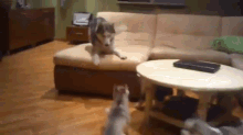 Husky Pups Chase Mom Around GIF - Husky Dog Pups GIFs