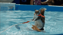 squirrel water ski