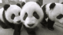 Cute Pandas GIF - Attgif Gifstory Cute GIFs